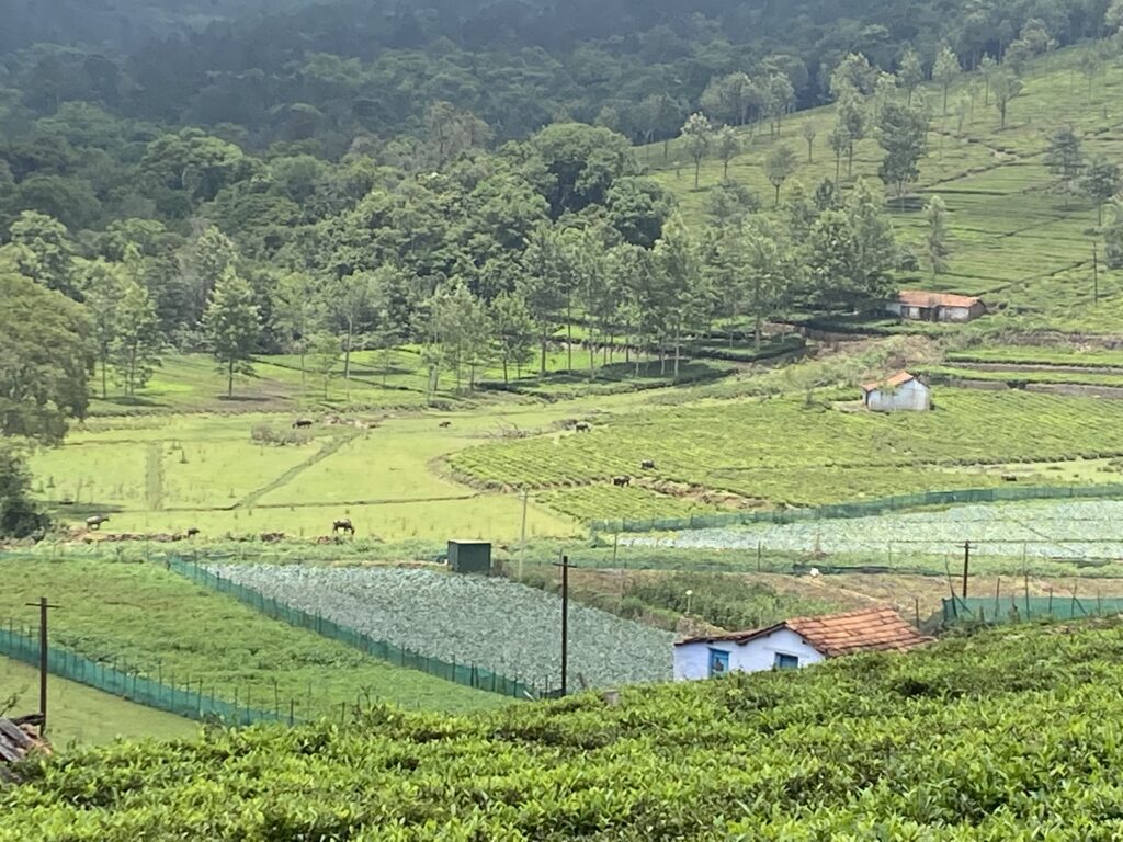 Kodanad elephant training centre 